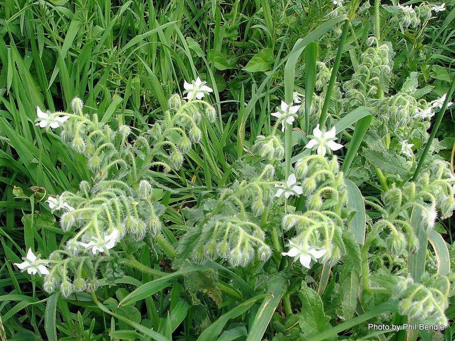 White Borage Herb Seeds - Caribbeangardenseed