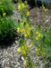 Yellow Bulbine,( bulbine frutescen) succulent groundcover, PERENNIAL FLOWERS - Caribbeangardenseed