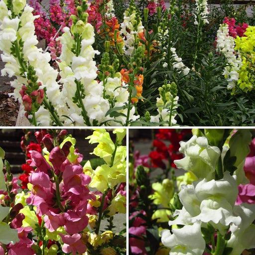 Snapdragon Flowers Seed mixed COLORS - Caribbeangardenseed