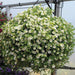 Calibrachoa Kabloom Deep White - flowers seeds -The first Calibrachoa from seed - Caribbeangardenseed