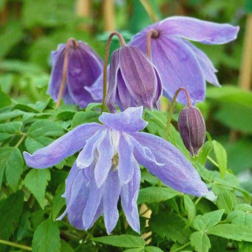 Live Plant -clematis Pauline - Starter Plant - Caribbeangardenseed