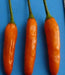 African Orange Bird ,Chili Pepper- 10 Seeds, Very Hot (Capsicum baccatum) - Caribbeangardenseed