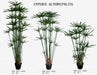 Umbrella Plant Seeds, (Cyperus Alternifolius) great tropical plant. - Caribbeangardenseed