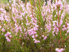 Scotch heather Flowers Seed,(Calluna Vulgaris) ground cover , Perennial shrub - Caribbeangardenseed