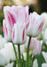 Tulip CANDY Club Bulbs, FALL PLANTING - Caribbeangardenseed