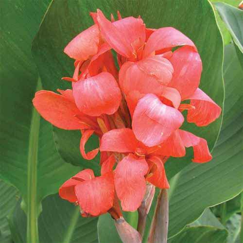 Canna Lily Seeds - Tropical SALMON- foliage ! - Caribbeangardenseed