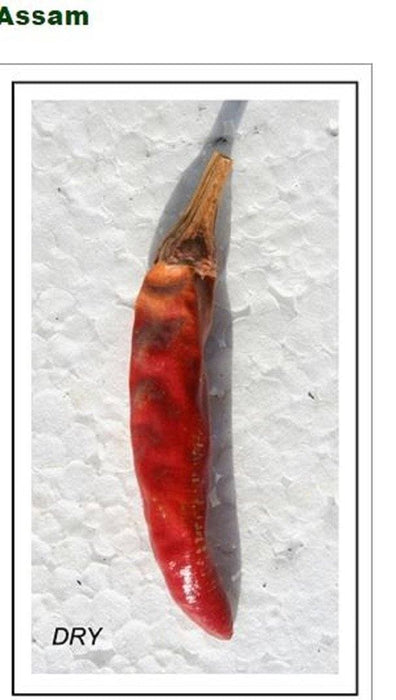 Assam Hot Pepper Seeds - (Capiscum annuum) A variety from India - Caribbeangardenseed