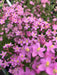 CENTAURY (centaurium erythraea) WILD FLOWERS seed - Caribbeangardenseed