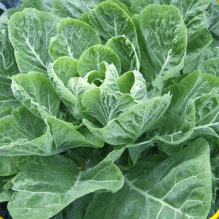 Giant champion collard greens, Vegetable Seeds — Caribbean garden seed