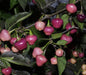 Cheiro Roxa PEPPER,Seeds (Capsicum chinense) - Caribbeangardenseed