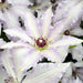 Live Plant - clematis claire de lune- Starter Plant - Caribbeangardenseed