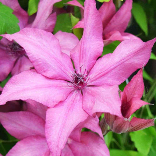 Live Plant - CLEMATIS Giselle, Starter Plant - Caribbeangardenseed