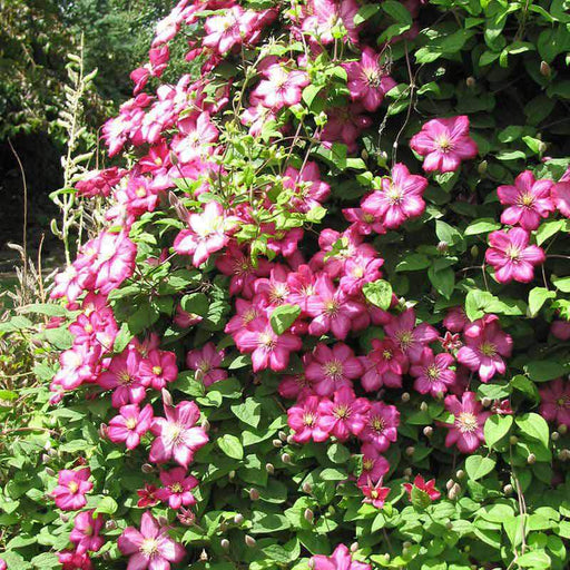 Clematis 'Ville de Lyon', (Dormant Bare Root) A large-flowered variety, 5"-7",Perennial - Caribbeangardenseed