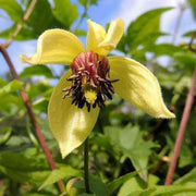 Clematis tangutica 'Radar Love - Flower Seeds, PERENNIAL vine - Caribbeangardenseed