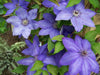 Clematis Elsa Spaeth (Dormant Bare Root) Extremely hardy Large-flowered Vine,Perennial - Caribbeangardenseed