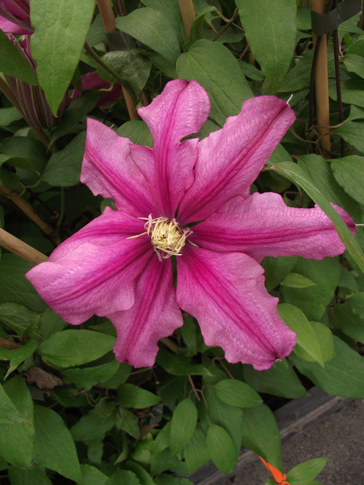 CLEMATIS LIBERATION EVIFIVE- Starter Plant - Caribbeangardenseed