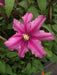 CLEMATIS LIBERATION EVIFIVE- Starter Plant - Caribbeangardenseed