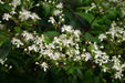 Clematis virginiana,flowers vine seed, perennial - Caribbeangardenseed