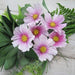 Cosmos ‘Daydream’ (Cosmos bipinnatus) Annual Flowers Seed - Caribbeangardenseed