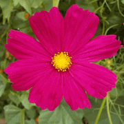 Cosmos ‘Dazzler’ (Cosmos bipinnatus) annual Flowers Seed - Caribbeangardenseed