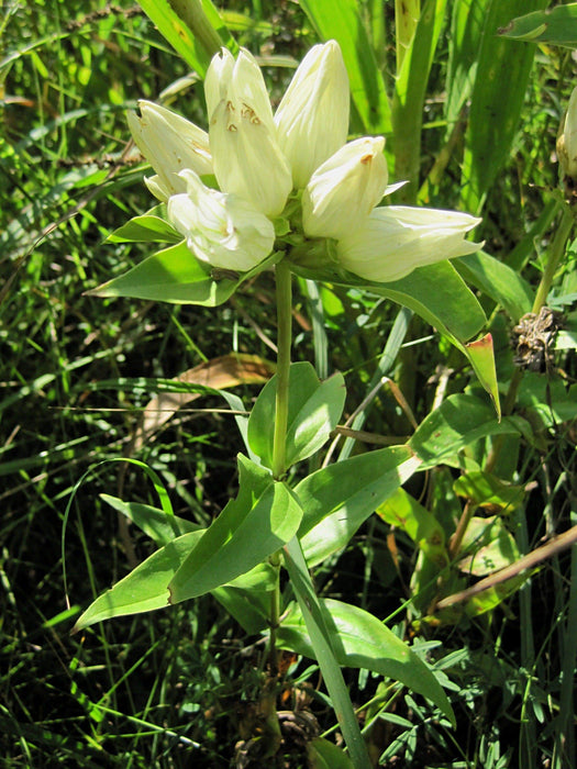 Cream Gentian ( Gentiana flavida ) Wildflower Seeds - Caribbeangardenseed
