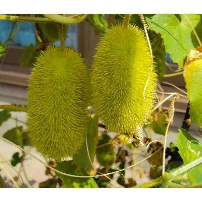 Hedgehog Cucumber SEEDS (Echinocystis lobata) Annual VINE - Caribbeangardenseed