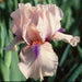 Intermediate Bearded Iris (Iris 'Concertina'), Perennial Bareroot Plant - Caribbeangardenseed