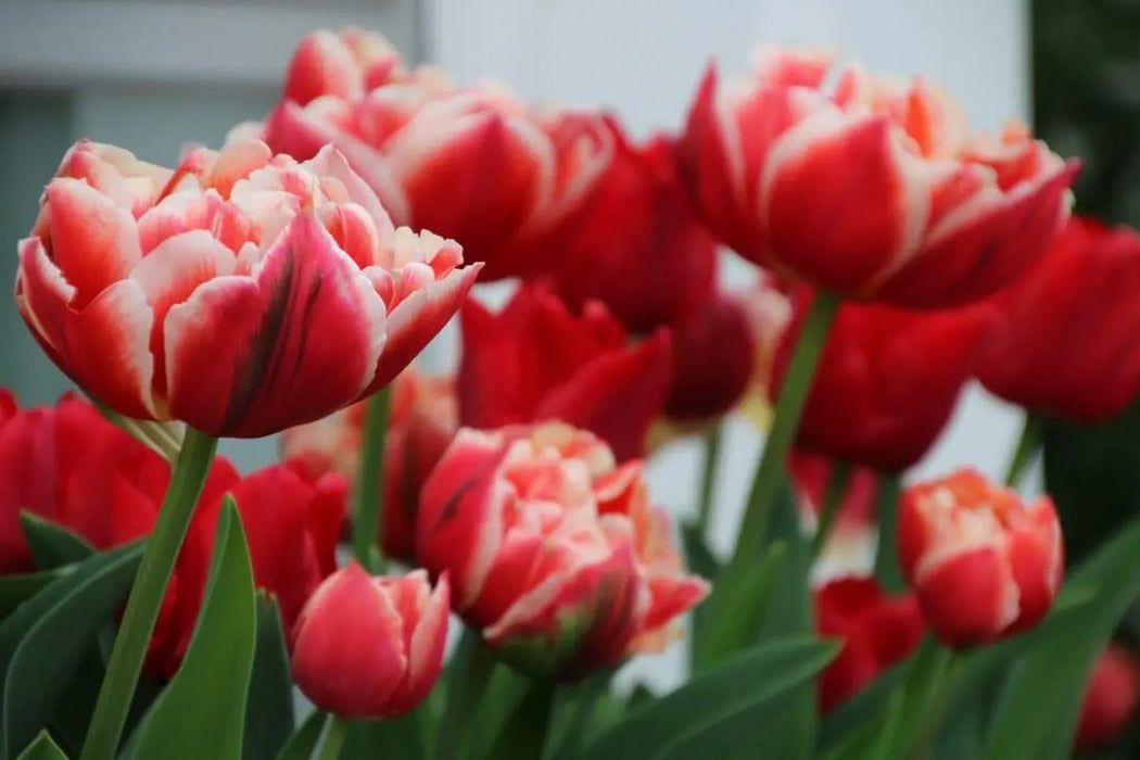 Tulip Cabella Bulbs-Double Late, NOW SHIPPING! - Caribbeangardenseed