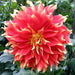 Dahlia, Dinnerplate ‘Bodacious’ (Tuber) Great Cut Flowers, Bloom Summer to fall - Caribbeangardenseed