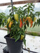 Sugar Rush Peach ,hot pepper seed - Capsicum baccatum - Caribbeangardenseed