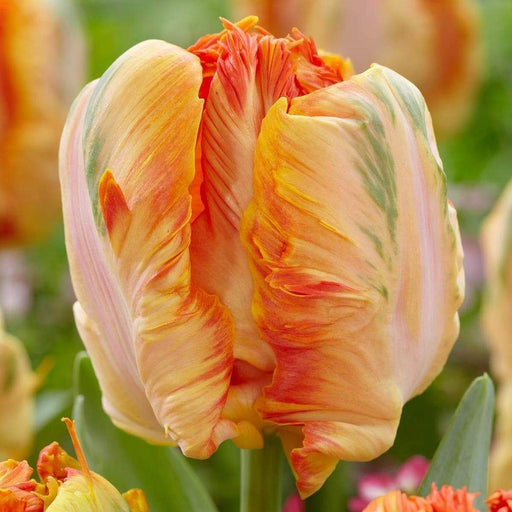 Parrot King tulip-10 Bulbs,12/+cm, Excellent for Bouquets Flowers - Caribbeangardenseed