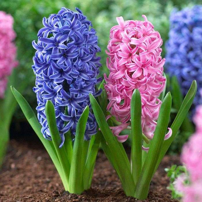 Hyacinth Bulb (Pink blue Mix) beautiful Flowers, Fragrant, Great for indoor - Caribbeangardenseed