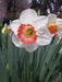 Daffodil Narcissus "Pink Charm" Bulb-Shipping - Caribbeangardenseed