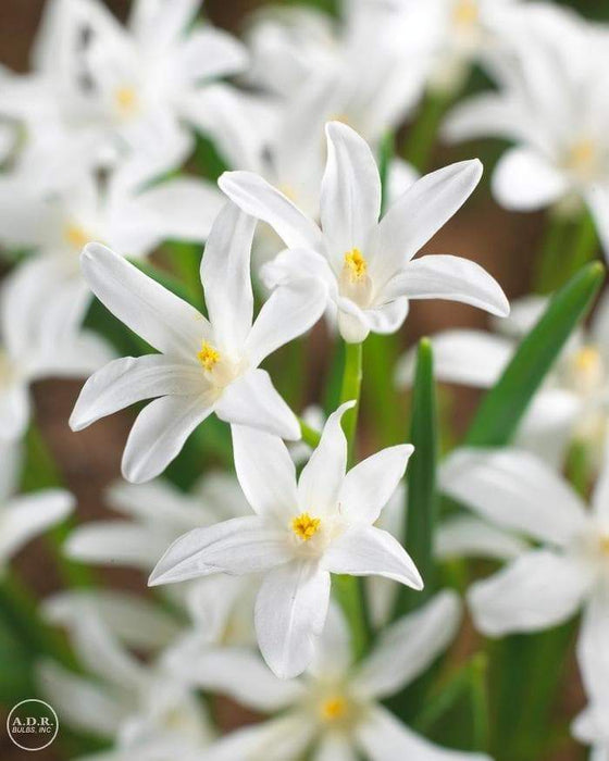 Chionodoxa Bulbs -WHITE- Glory of snow - Caribbeangardenseed