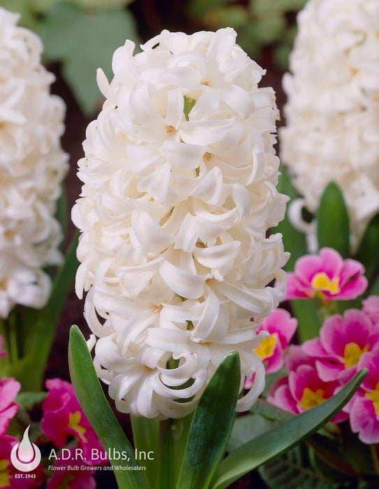 Hyacinth Bulbs,"Hyacinth Carnegie", Pure white, FALL PLANTING - Caribbeangardenseed