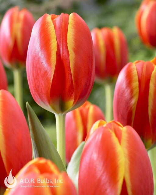Darwin Hybrid 'World's Favorite' Tulip bulbs, - Caribbeangardenseed