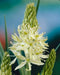 Camassia Leichtlini Alba - Quamash seeds, great perennials. - Caribbeangardenseed