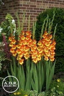 Gladiolus bulbs (corms) Fiesta-(10 Bulbs),, Perennial, - Caribbeangardenseed