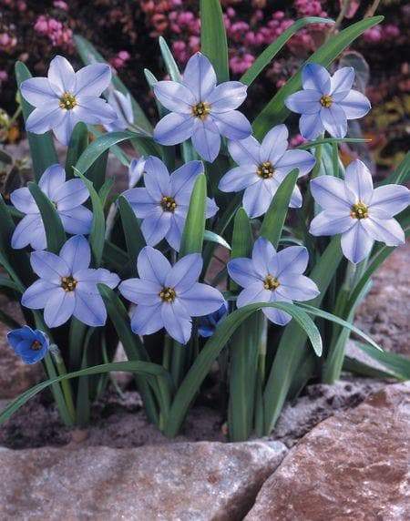 Ipheion JESSIE 'Blue' Spring Starflower , FALL bulbs - Caribbeangardenseed