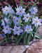 Ipheion JESSIE 'Blue' Spring Starflower , FALL bulbs - Caribbeangardenseed
