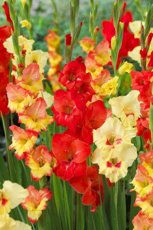 Gladiolus bulbs (corms) Hot n' Spicy Mix -( Bulbs),, Perennial, - Caribbeangardenseed