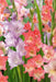 Gladiolus bulbs (corms) Peaches N' Cream Mixture -(Bulbs), Perennial, - Caribbeangardenseed