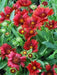 Gaillardia FLOWERS Seeds Mesa RED AKA INDIAN BLANKET FLOWERS - Caribbeangardenseed