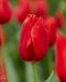 Tulip Bulbs "teddy kollek" Single Late, fall planting - Caribbeangardenseed