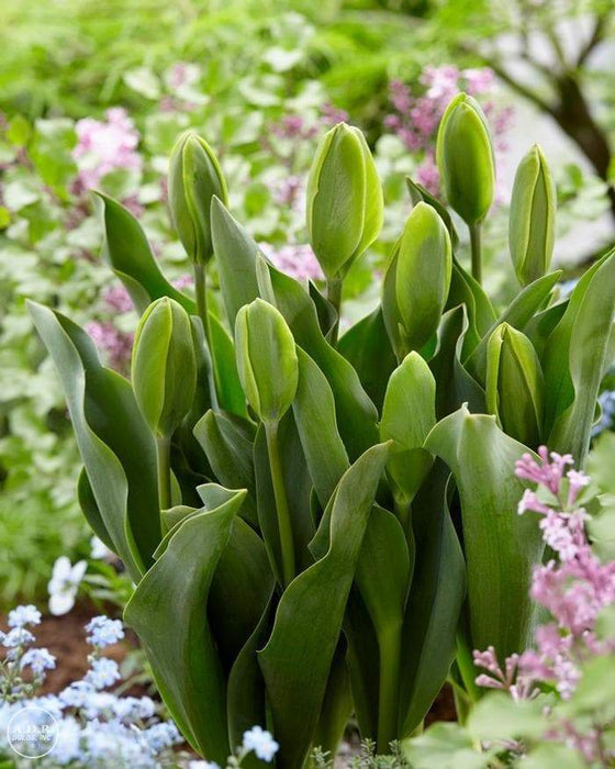 Green Power Tulip - Bulbs-12/+cm,fall planting - Caribbeangardenseed