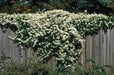 Sweet Autumn Clematis Vine - Clematis paniculata - Fragrant - 2.5" Pot - Caribbeangardenseed