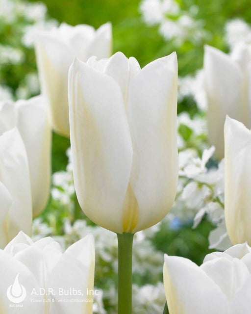 Darwin Hybrid tulip “Wedding Dress” FALL BULBS - Caribbeangardenseed