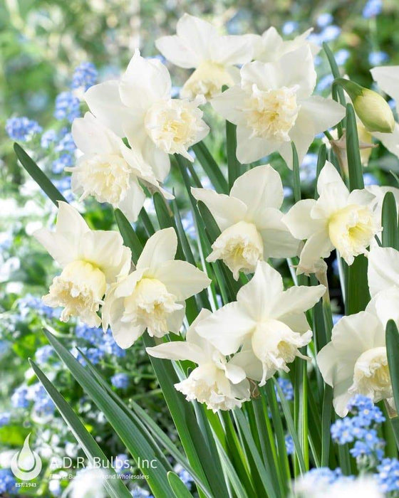 white marvel daffodil BULBS, multi-headed variety - Caribbeangardenseed