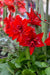 Amaryllis Israeli,RED Blossom Peacock,bulbs, Great Gift Item - Caribbeangardenseed