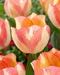 Tulip Bulbs , Spryng Sunrise 'Bloom Spring,12/+cm, - Caribbeangardenseed
